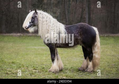 Irischer Tinker Hengst Stockfoto