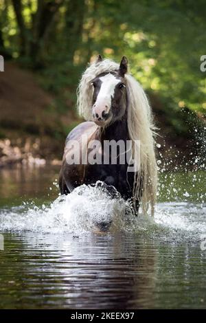 Irischer Tinker Hengst Stockfoto
