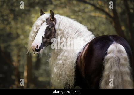 Irischer Tinker Hengst Stockfoto