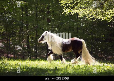 Irischer Tinker Hengst Stockfoto