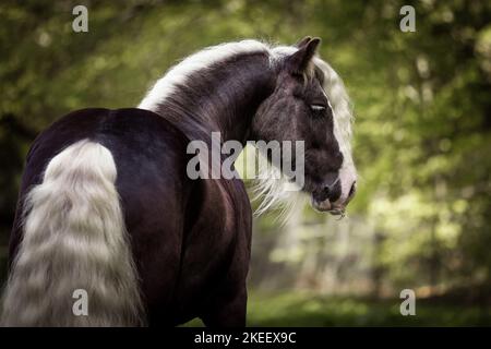 Irischer Tinker Hengst Stockfoto