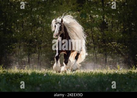 Irischer Tinker Hengst Stockfoto