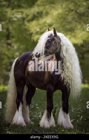 Irischer Tinker Hengst Stockfoto