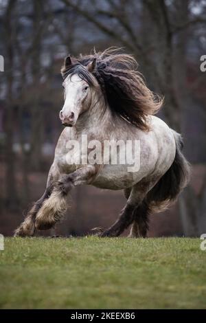 Irischer Tinker Hengst Stockfoto