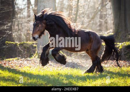 Irischer Tinker Hengst Stockfoto