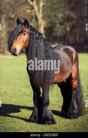 Irischer Tinker Hengst Stockfoto