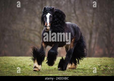 Irischer Tinker Hengst Stockfoto