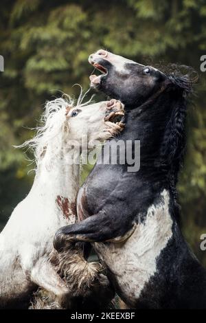 2 Irish Tinker Stockfoto