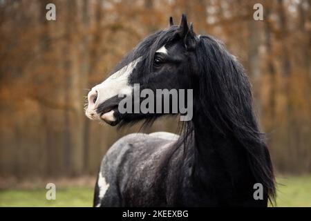 Irischer Tinker Hengst Stockfoto