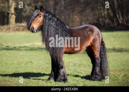 Irischer Tinker Hengst Stockfoto