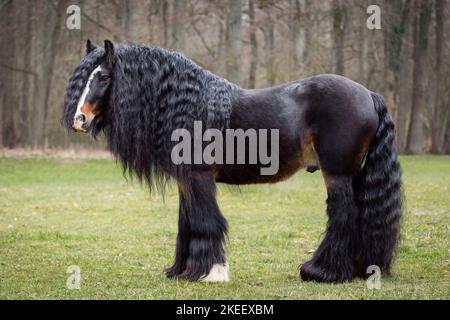 Irischer Tinker Hengst Stockfoto