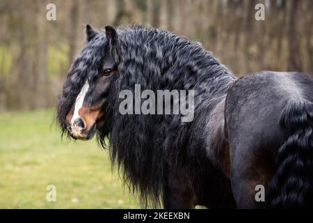 Irischer Tinker Hengst Stockfoto