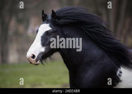 Irischer Tinker Hengst Stockfoto