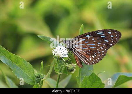 Blaufleckige Milchblume, Schmetterling des Blauen Tigers, der auf dem Wasser ruht, Schneeball, Gymnocoronis spilanthoides blühen im Garten Stockfoto