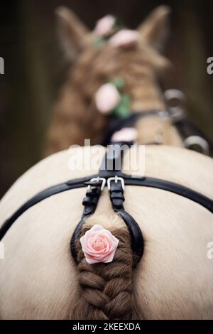 Irischer Tinker Hengst Stockfoto