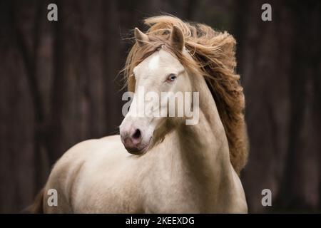 Irischer Tinker Hengst Stockfoto