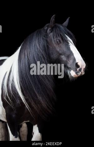 Irish Tinker Wallach Stockfoto
