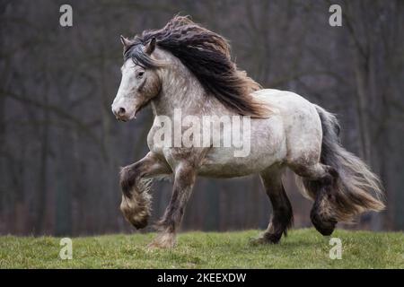 Irischer Tinker Hengst Stockfoto