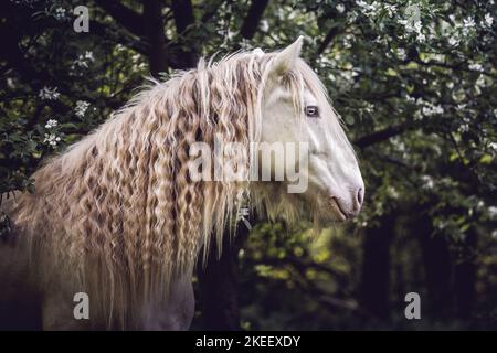Irischer Tinker Hengst Stockfoto