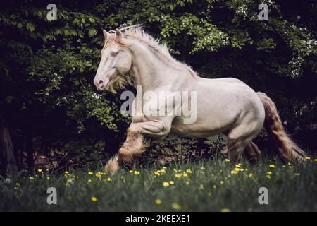 Irischer Tinker Hengst Stockfoto