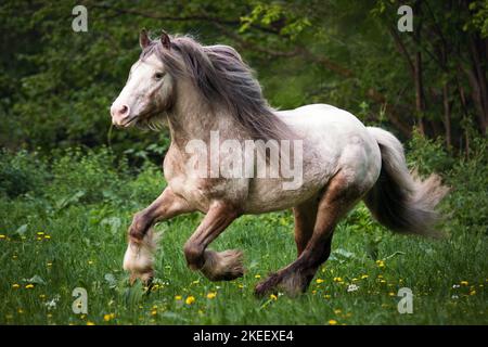 Irischer Tinker Hengst Stockfoto