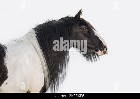 Irish Tinker Wallach Stockfoto
