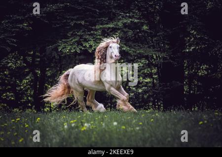 Irischer Tinker Hengst Stockfoto