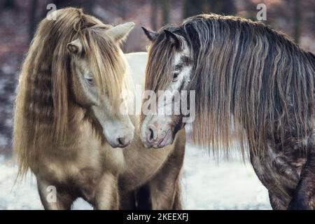 2 Irish Tinker Stockfoto