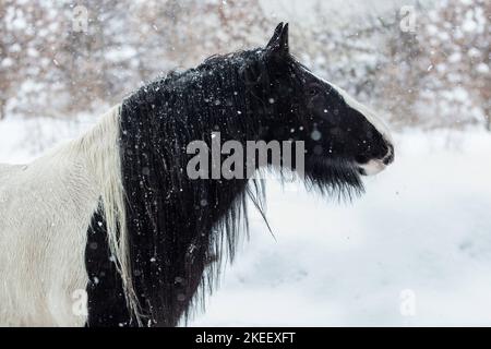 Irish Tinker Wallach Stockfoto