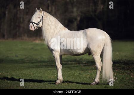 Welsh Cob Hengst Stockfoto