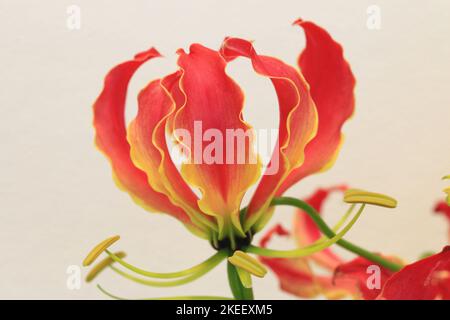 Blühende schöne Gloriosa, Flammenlilie, kletternde Lilie, schleichende Lilie, Gloriosa Lilie, Tigerklaue Blume, Nahaufnahme von Orange mit gelber Lilie Blume Stockfoto