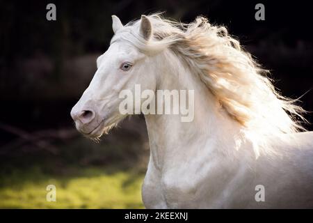 Welsh Cob Hengst Stockfoto