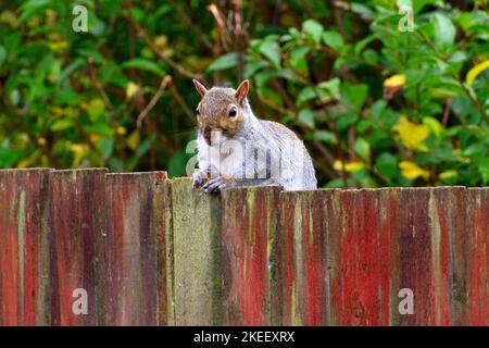 Hier schaut Euch an, Kind Stockfoto