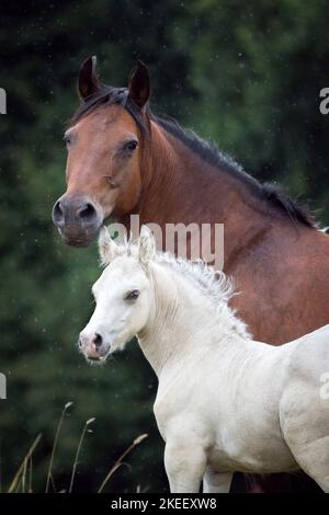 Walisische Cobs Stockfoto