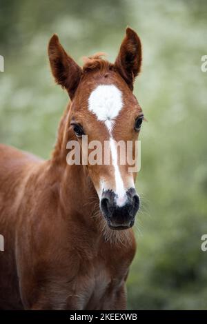 Welsh Cob Fohlen Stockfoto