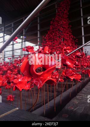 Memorial Mohnblumen aus dem Weeping Window an der Senedd, Cardiff Bay Stockfoto