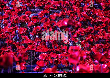 Memorial Mohnblumen aus dem Weeping Window an der Senedd, Cardiff Bay Stockfoto