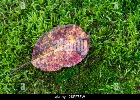 Gefallenes Blatt auf dem Boden, grünes Gras, im Freien. Moos im Wald. Herbstzusammensetzung, Herbstsaison. November, Oktober, verwelkte Blätter. Natur-Bac Stockfoto