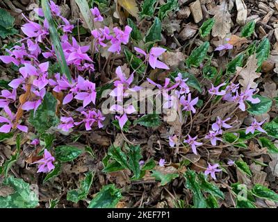 Nahaufnahme der rosa Blüten der herbstblühenden Gartenbirne Cyclamen hederifolium über der Aufnahme. Stockfoto