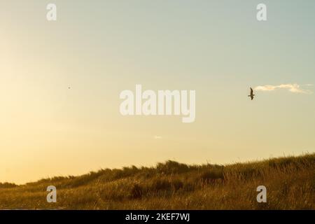 Dies ist eine Aufnahme einer Möwe, die über die Dünen in Hampton Bays Long Island NY fliegt Stockfoto