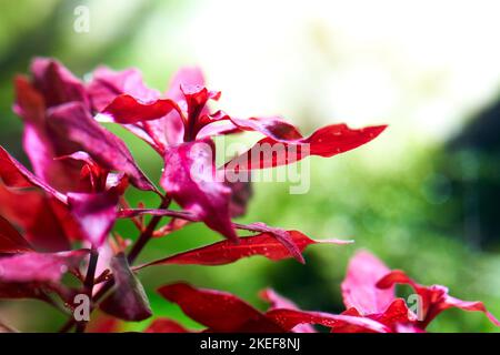 Nahaufnahme von ludwigia super Red im bepflanzten Süßwasseraquarium Aquascape. Stockfoto