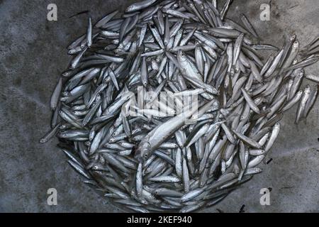 Viele kleine Fische im Topf. Fischkolonie, Angeln Stockfoto