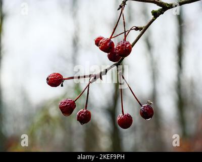 Tropfen nach Regen auf Crataegus rote Beeren Stockfoto