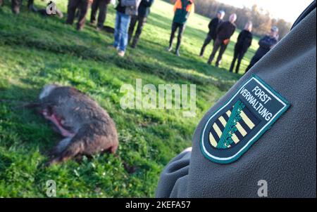 Torfhaus, Deutschland. 12.. November 2022. Ein Mitarbeiter der Forstverwaltung steht nach einer gefahrenen Jagd auf der sogenannten Strecke. In Deutschland hat die Jagdsaison begonnen. Im nordsächsischen Waldgebiet Taura schossen 100 Schützen nur fünf Wildschweine und zehn Hirsche, was im Vergleich zu den Vorjahren ein spärlicher Ertrag ist. Ursachen können intensive Jagd während des Jahres, das Vorhandensein von Wölfen und klimatischen Bedingungen sein. Kredit: Sebastian Willnow/dpa/Alamy Live Nachrichten Stockfoto