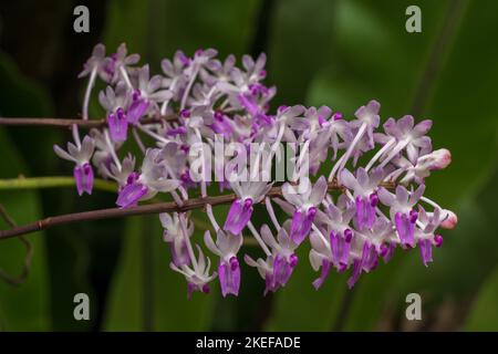 Nahaufnahme der epiphytischen Orchideenarten seidenfadenia mitrata violette und weiße Blüten, die im Freien auf grünem natürlichem Hintergrund blühen Stockfoto