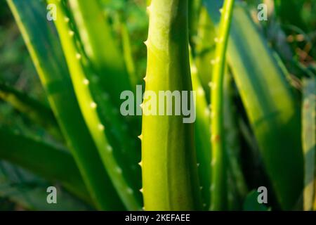 Nahaufnahme der Aloe Vera Pflanze. Aloe Vera ist eine sehr nützliche Kräutermedizin für die Haut- und Haarpflege, die als Behandlung verwendet werden kann. Stockfoto