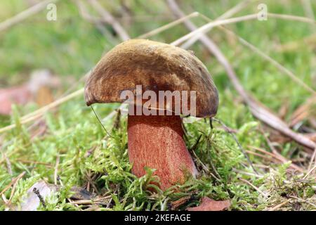 Wilde essbare Neoboletus Praestigator-Mashroom wächst in einem Moos in einem Wald. Großer fester Pilz mit brauner Kappe, roten Poren und rot gepunktetem gelben Stiel. Stockfoto