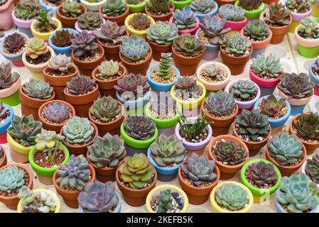 Auf einem Blumenmarkt wurden viele Sukkulenten von Echeveria elegans, Echeveria, Sedum, Graptopetalum (leatherpetal) eingetopft Stockfoto