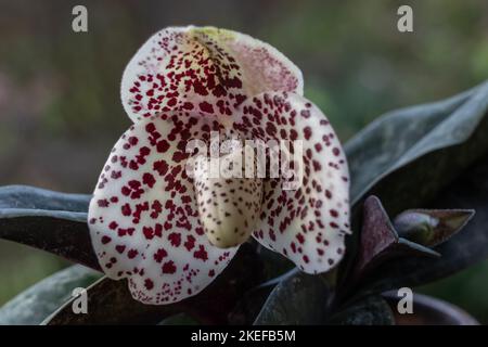 Nahaufnahme von cremig weiß mit lila roten Flecken Blume der Dame Slipper Orchidee Art paphiopedilum bellatulum auf natürlichem Hintergrund isoliert Stockfoto