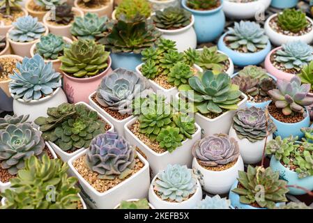 Auf einem Blumenmarkt wurden viele Sukkulenten von Echeveria elegans, Echeveria, Sedum, Graptopetalum (leatherpetal) eingetopft Stockfoto